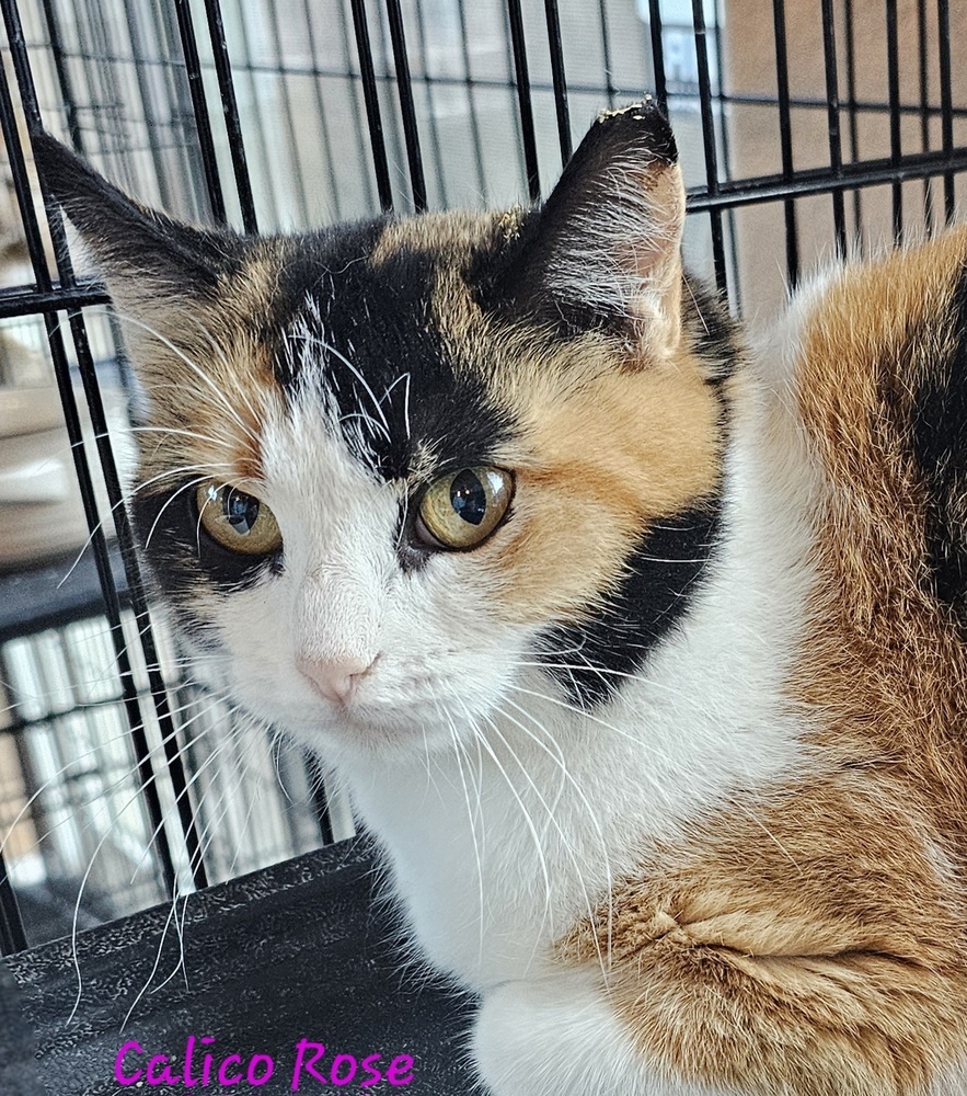 Calico Rose, an adoptable Calico in Jemez Pueblo, NM, 87024 | Photo Image 1