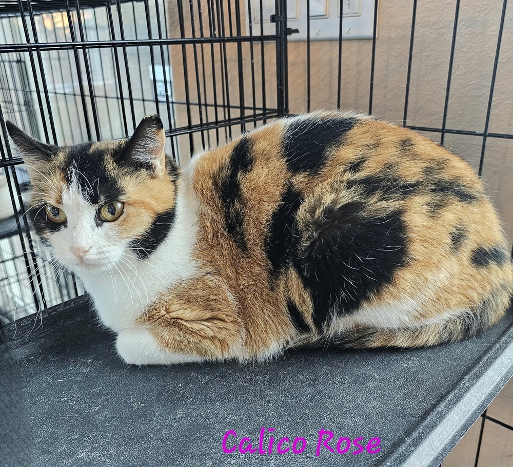 Calico Rose, an adoptable Calico in Jemez Pueblo, NM, 87024 | Photo Image 2