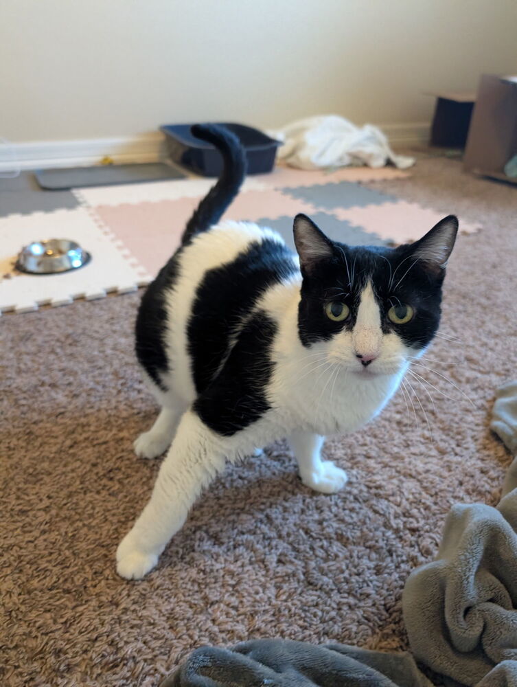 Mitts, an adoptable Domestic Short Hair in Fort collins, CO, 80526 | Photo Image 1