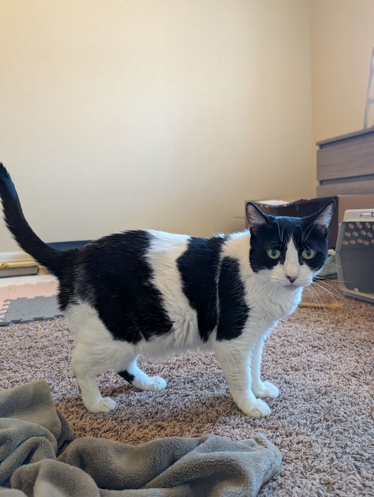 Mitts, an adoptable Domestic Short Hair in Fort collins, CO, 80526 | Photo Image 3