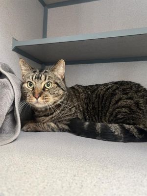 LEO, Adult Male Domestic Short Hair