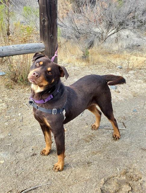 HUCKLEBERRY