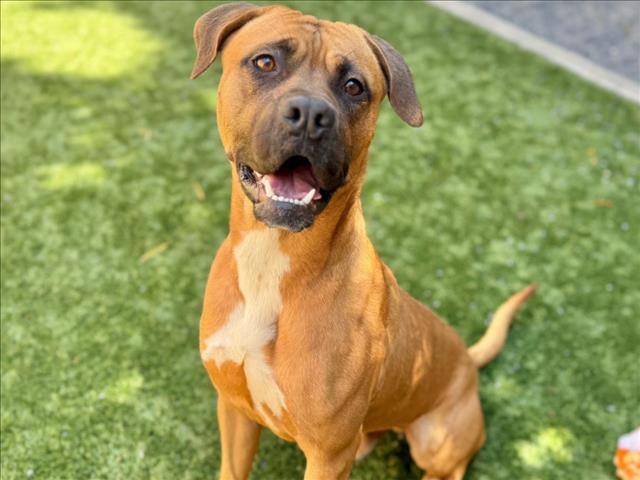 MASON, an adoptable Bullmastiff, Mixed Breed in Moreno Valley, CA, 92553 | Photo Image 1