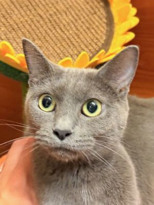 Grace, Young Female Domestic Short Hair