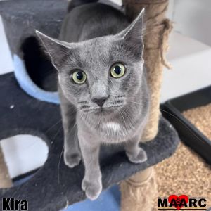 Kira is a young gray cat with a fearless adventurous spirit Shes always on the move stirring up 