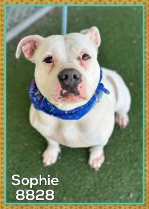 Primary Color White Secondary Color Black Weight 65lbs Age 3yrs 2mths 2wks
