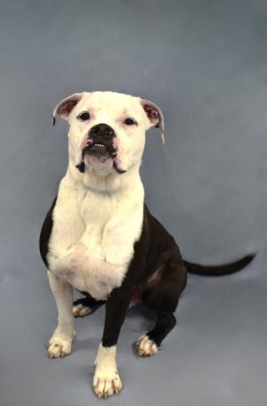 Mack is a 4-year-old male American Bulldog with a presence thats impossible to ignore When he walk