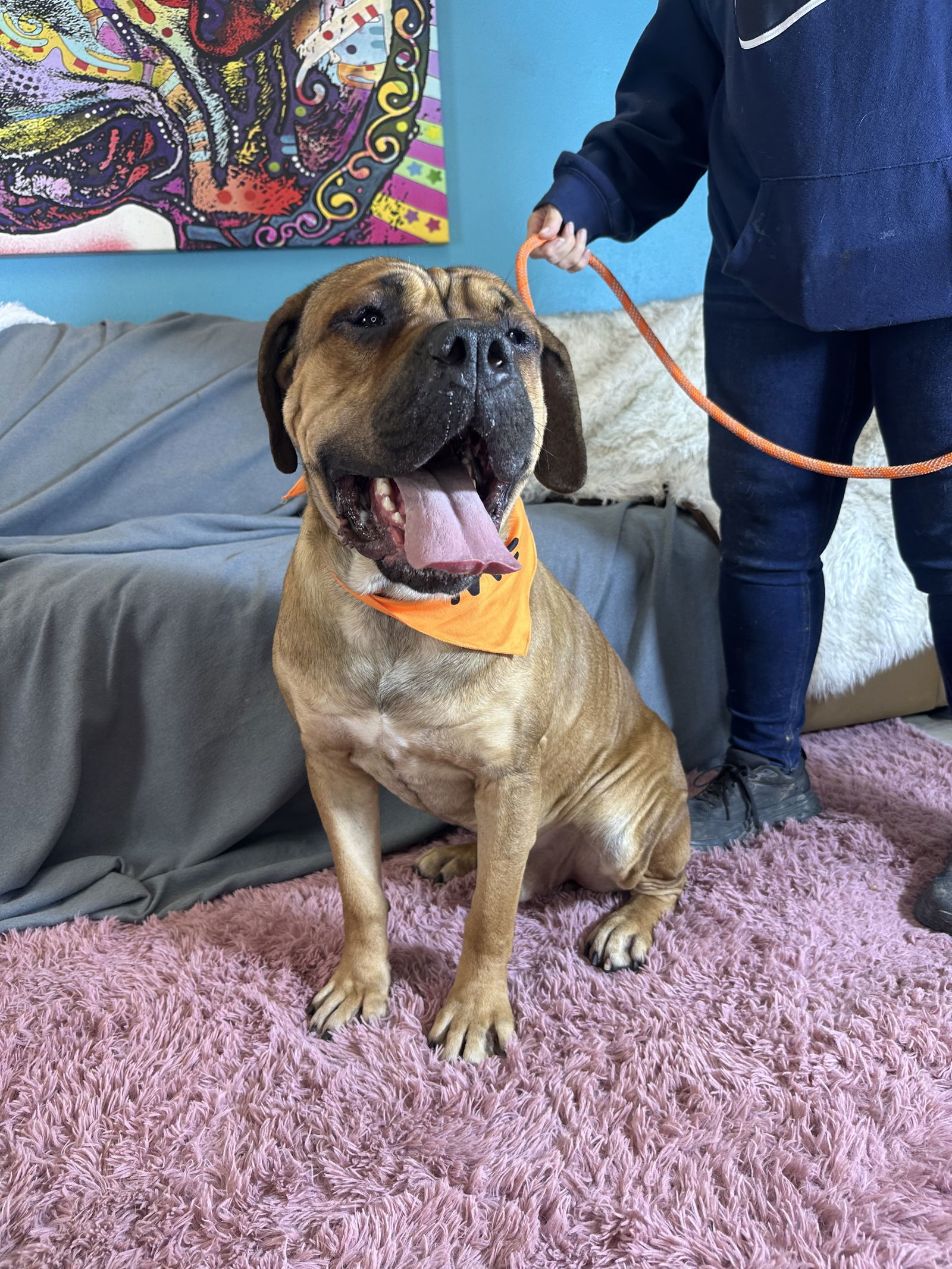 Gus 2, an adoptable Bullmastiff in Glendale, AZ, 85308 | Photo Image 1