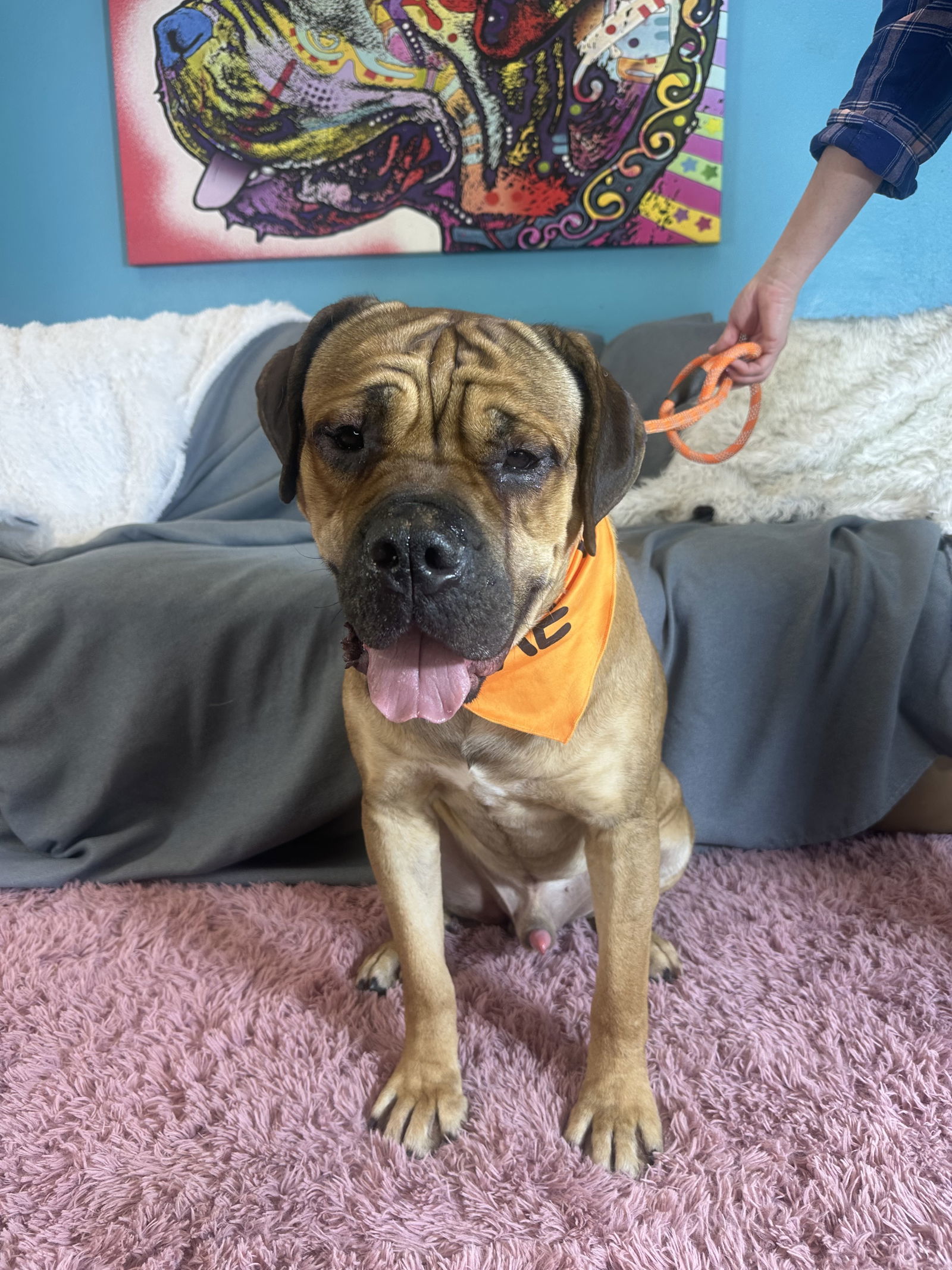 Gus 2, an adoptable Bullmastiff in Glendale, AZ, 85308 | Photo Image 2