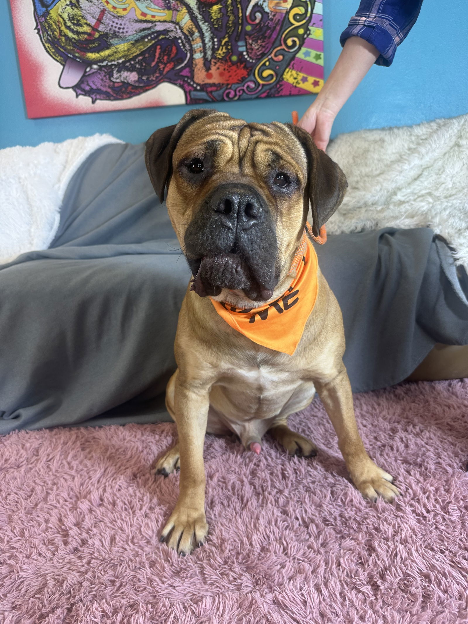 Gus 2, an adoptable Bullmastiff in Glendale, AZ, 85308 | Photo Image 3