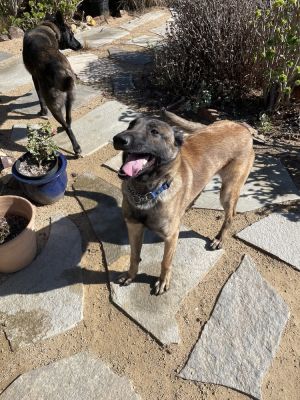 Meet Tim Your New Best Friend Tim is an 11-month-old bundle of love whos ready