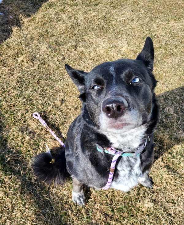 Luna 43520, an adoptable Australian Cattle Dog / Blue Heeler, Siberian Husky in Pocatello, ID, 83205 | Photo Image 1
