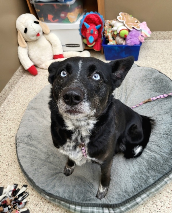 Luna 43520, an adoptable Australian Cattle Dog / Blue Heeler, Siberian Husky in Pocatello, ID, 83205 | Photo Image 2