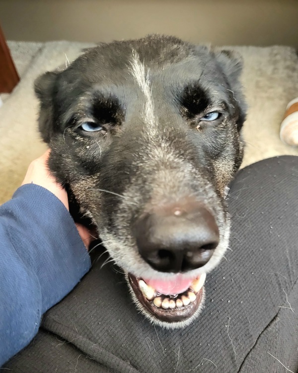 Luna 43520, an adoptable Australian Cattle Dog / Blue Heeler, Siberian Husky in Pocatello, ID, 83205 | Photo Image 3