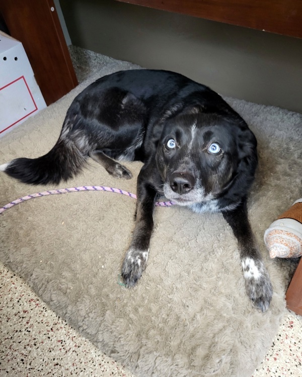 Luna 43520, an adoptable Australian Cattle Dog / Blue Heeler, Siberian Husky in Pocatello, ID, 83205 | Photo Image 4