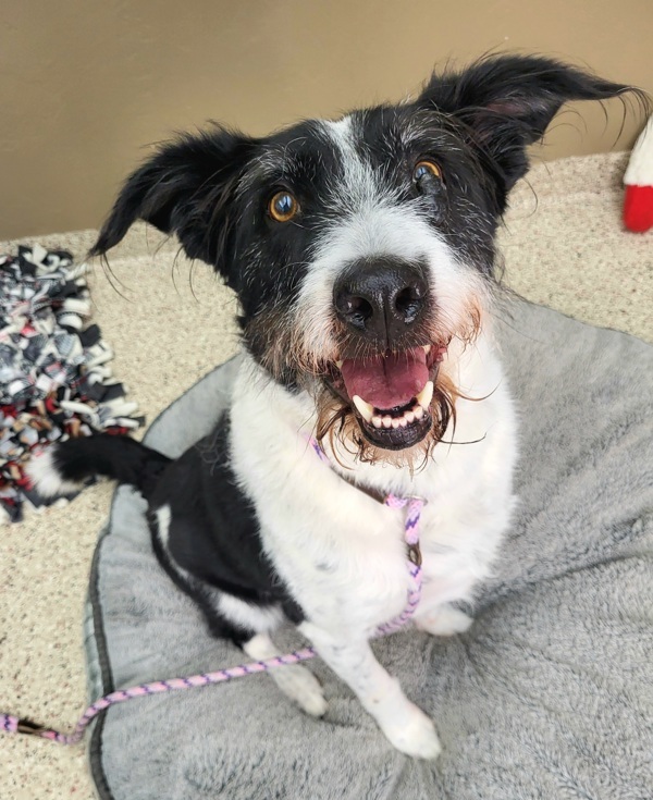Toby 34078, an adoptable Border Collie, Terrier in Pocatello, ID, 83205 | Photo Image 1