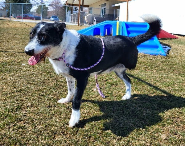 Toby 34078, an adoptable Border Collie, Terrier in Pocatello, ID, 83205 | Photo Image 2