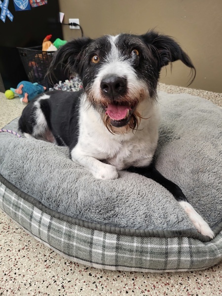 Toby 34078, an adoptable Border Collie, Terrier in Pocatello, ID, 83205 | Photo Image 3