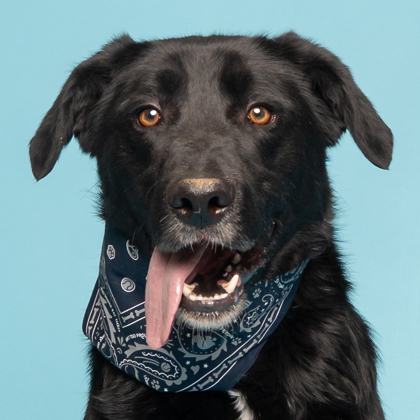 Bandit, an adoptable Labrador Retriever, Mixed Breed in Caldwell, ID, 83607 | Photo Image 1