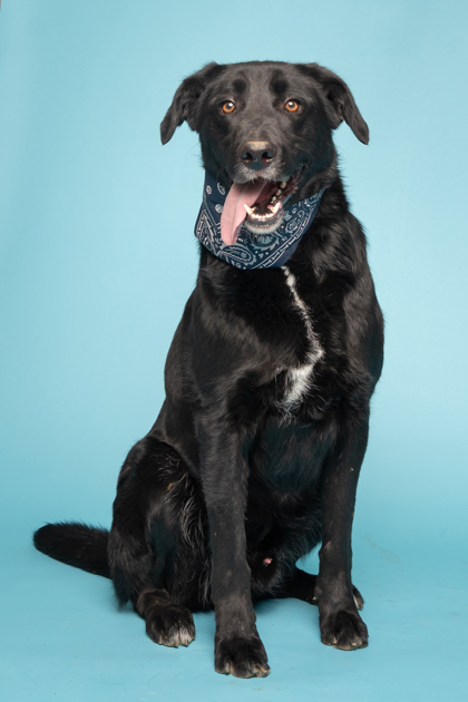 Bandit, an adoptable Labrador Retriever, Mixed Breed in Caldwell, ID, 83607 | Photo Image 2
