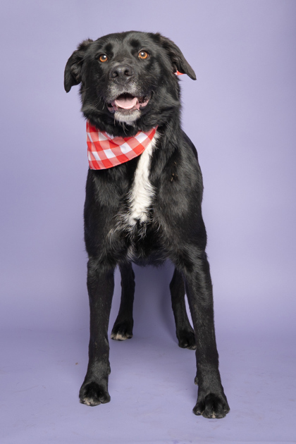 Milo, an adoptable Labrador Retriever, Mixed Breed in Caldwell, ID, 83607 | Photo Image 1