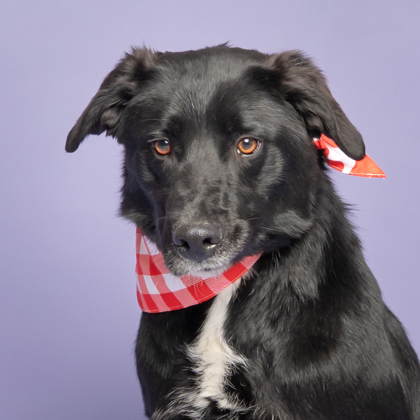 Milo, an adoptable Labrador Retriever, Mixed Breed in Caldwell, ID, 83607 | Photo Image 2