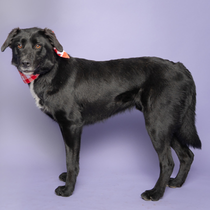 Milo, an adoptable Labrador Retriever, Mixed Breed in Caldwell, ID, 83607 | Photo Image 3