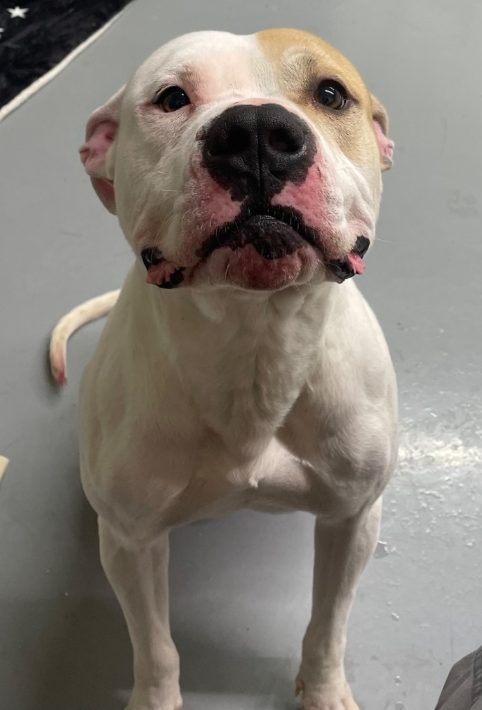 Axel