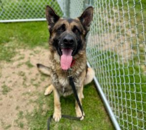 HENRY German Shepherd Dog Dog