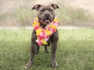 MASH American Staffordshire Terrier Dog