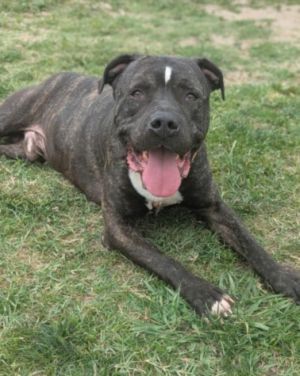 ROYAL American Staffordshire Terrier Dog