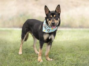 WINCHESTER German Shepherd Dog Dog