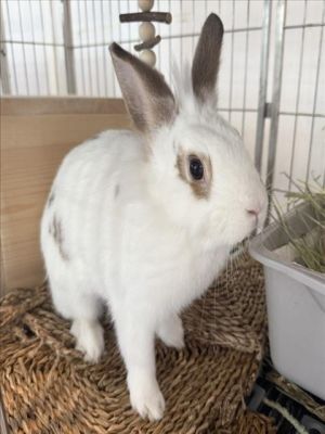 SPARKLE Bunny Rabbit Rabbit