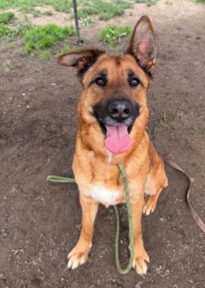 CHUB German Shepherd Dog Dog