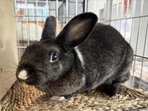 SIERRA Bunny Rabbit Rabbit