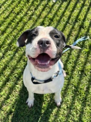 STAR Mixed Breed Dog