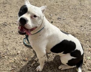 LIBERTY Pit Bull Terrier Dog