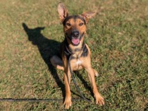 DUDE German Shepherd Dog Dog