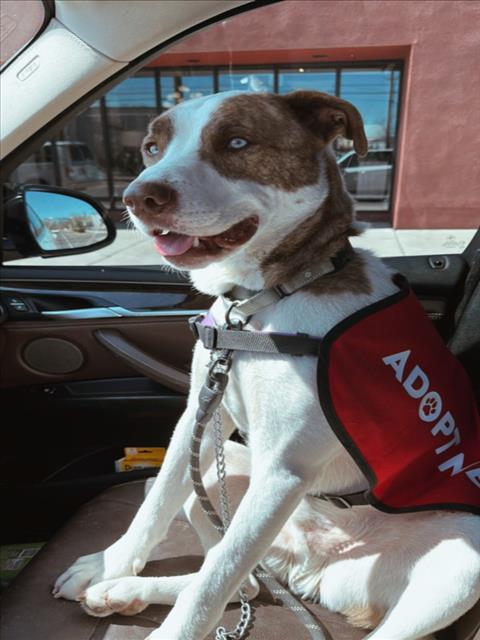 BALOO, an adoptable Mixed Breed in Santa Fe, NM, 87507 | Photo Image 1