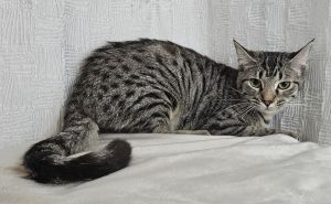 Kristoff