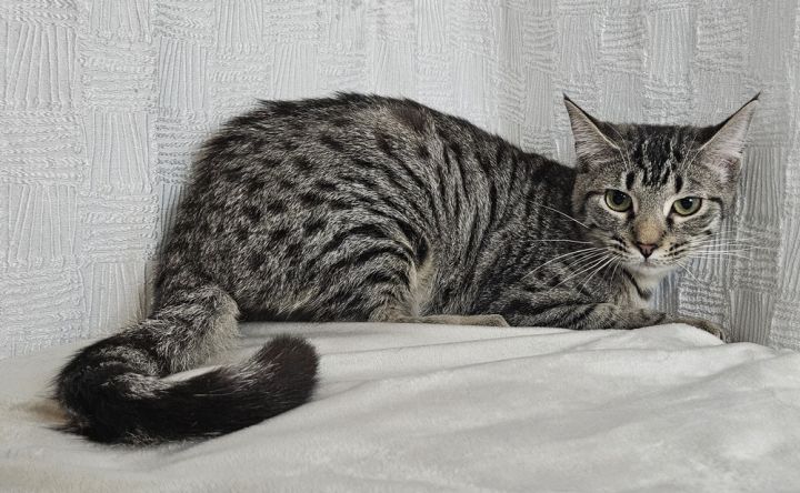 Kristoff 1