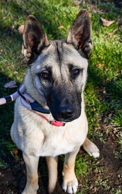 Sadie Mae