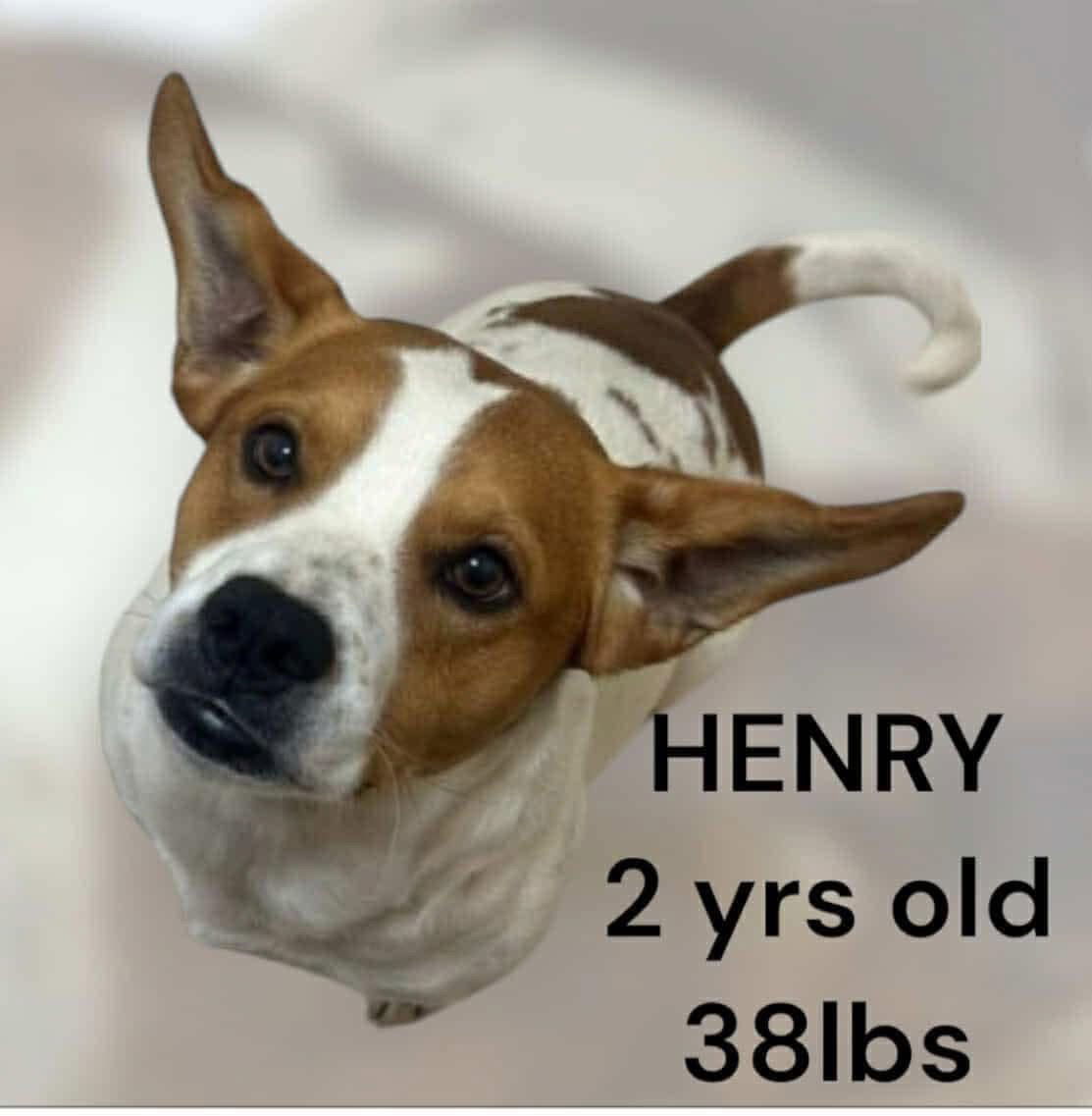 HENRY