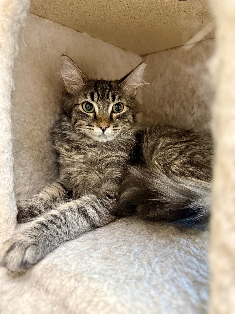 Nelson, an adoptable Domestic Long Hair in Las Vegas, NV, 89130 | Photo Image 1