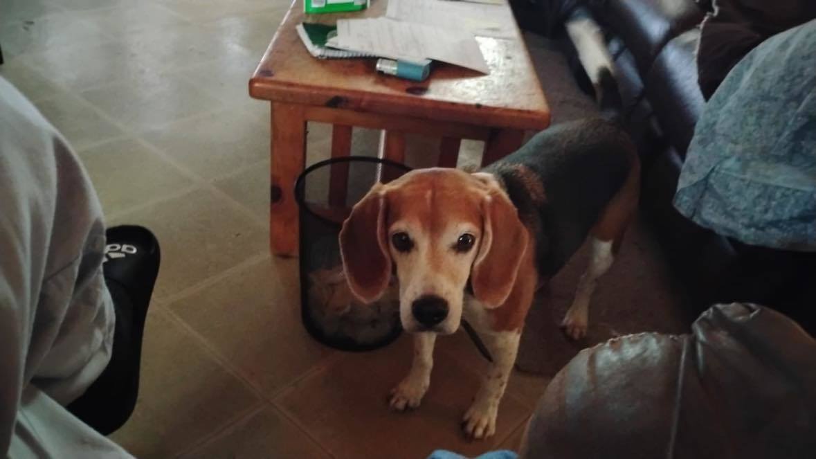 Rocky, an adoptable Beagle, Mixed Breed in Sunderland, ON, L0C 1H0 | Photo Image 1
