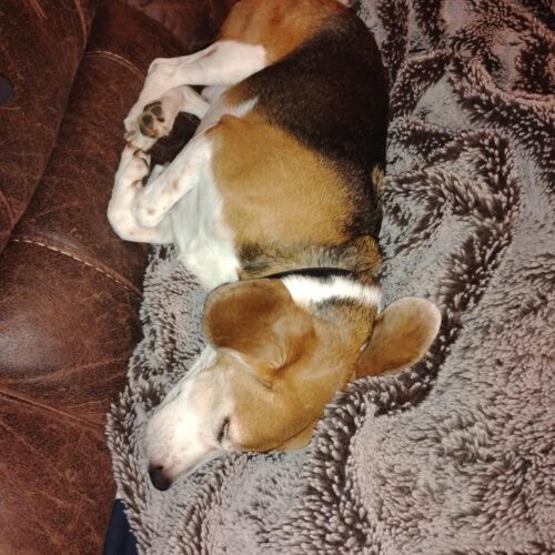 Rocky, an adoptable Beagle, Mixed Breed in Sunderland, ON, L0C 1H0 | Photo Image 2