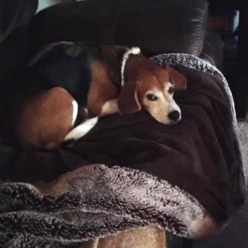 Rocky, an adoptable Beagle, Mixed Breed in Sunderland, ON, L0C 1H0 | Photo Image 4