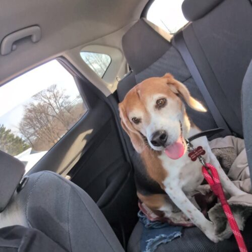 Rocky, an adoptable Beagle, Mixed Breed in Sunderland, ON, L0C 1H0 | Photo Image 5