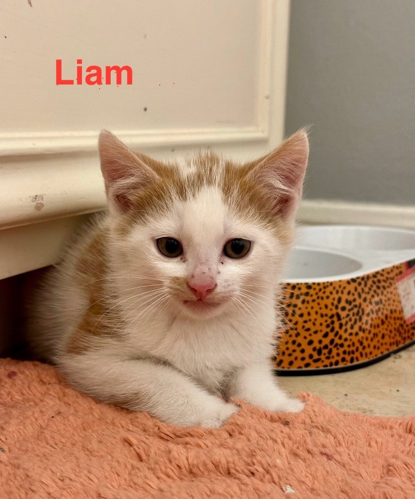 Liam