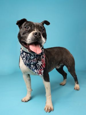Meet Saint - An Energetic Pup Ready to Thrive Saint is a fun-loving dog who is looking for an activ